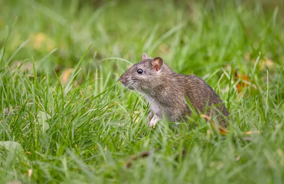 Why is my rodent dropping cleanup urgent in Miami?